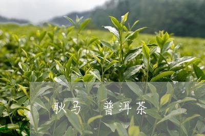 耿马 普洱茶/2023042866700